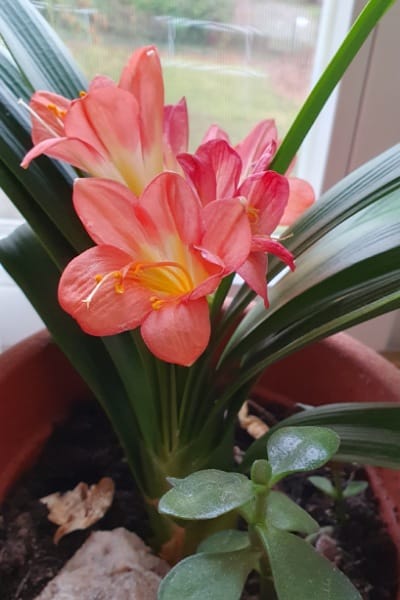 Blühende Clivia
